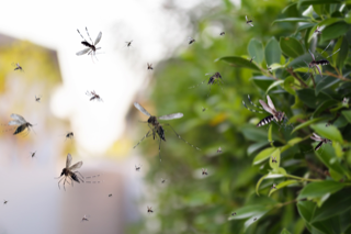 Mosquito Control