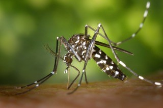 Zika Virus