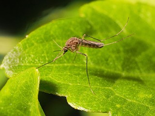 Mosquito Control