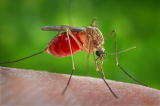 Mosquito Control