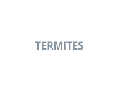 Termites