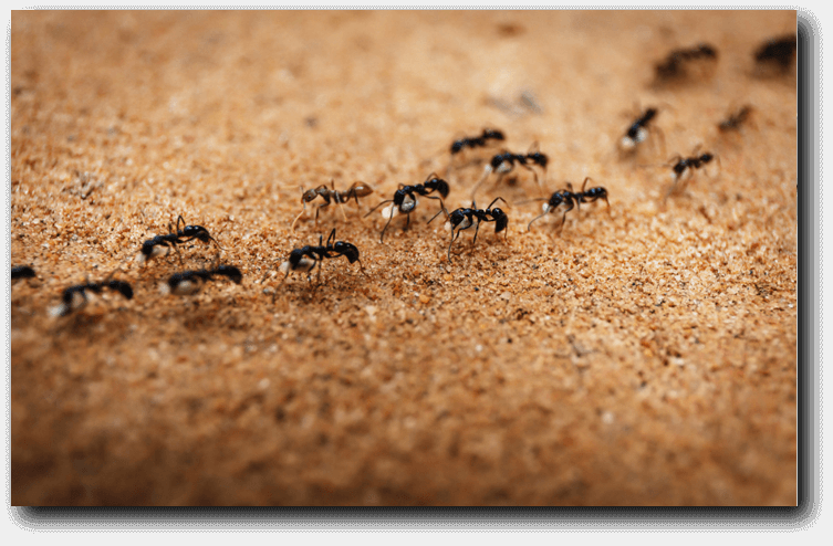 Ants - pest control